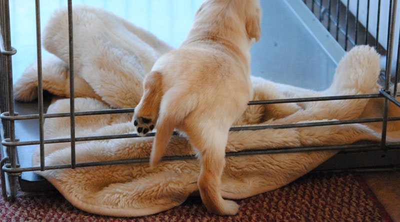 Benchtraining pup; Hoe laat je een puppy wennen aan de bench?