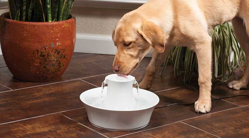 drinkfontein voor honden