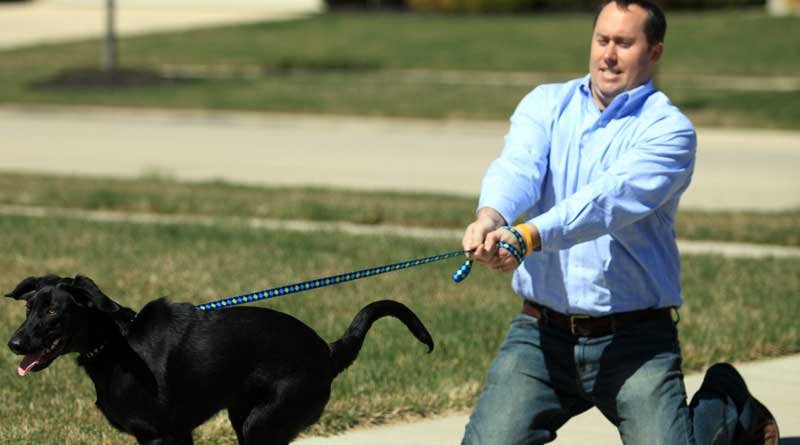 hond stoppen met trekken