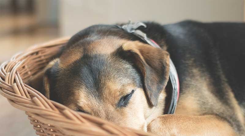 Welke hondenmand past bij mijn hond?