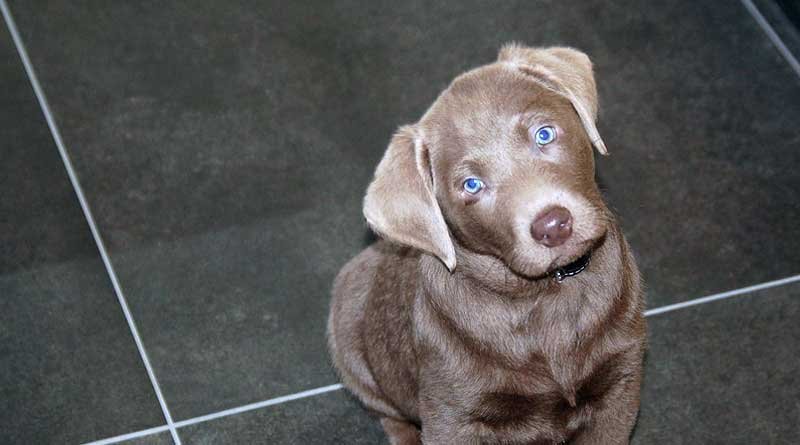 pup zindelijk maken