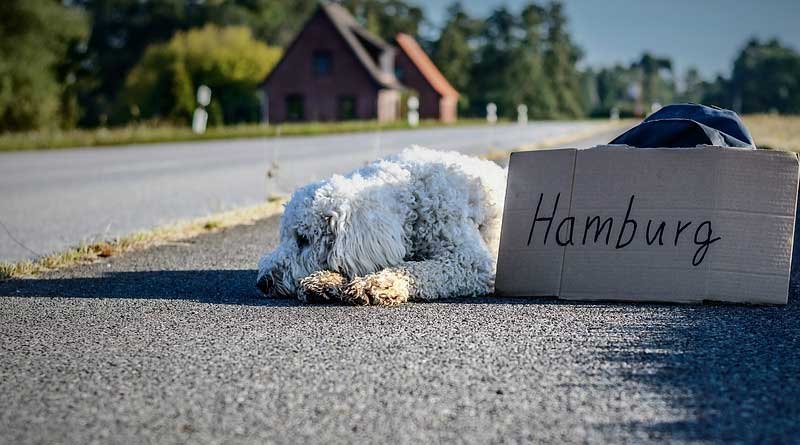 vakantie met je hond voorkom weglopen