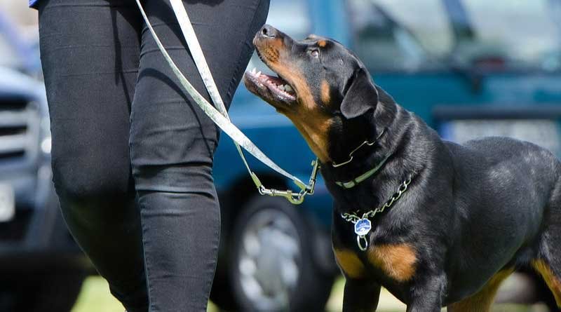 hondentraining-uitlaten-hond