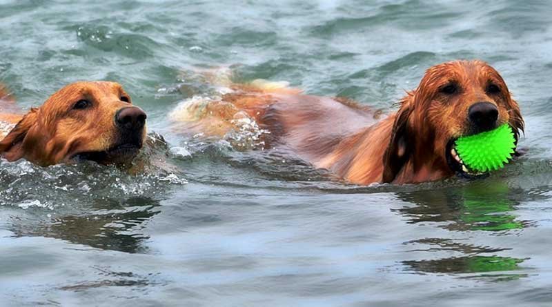 Hondentraining; samen trainen met je hond